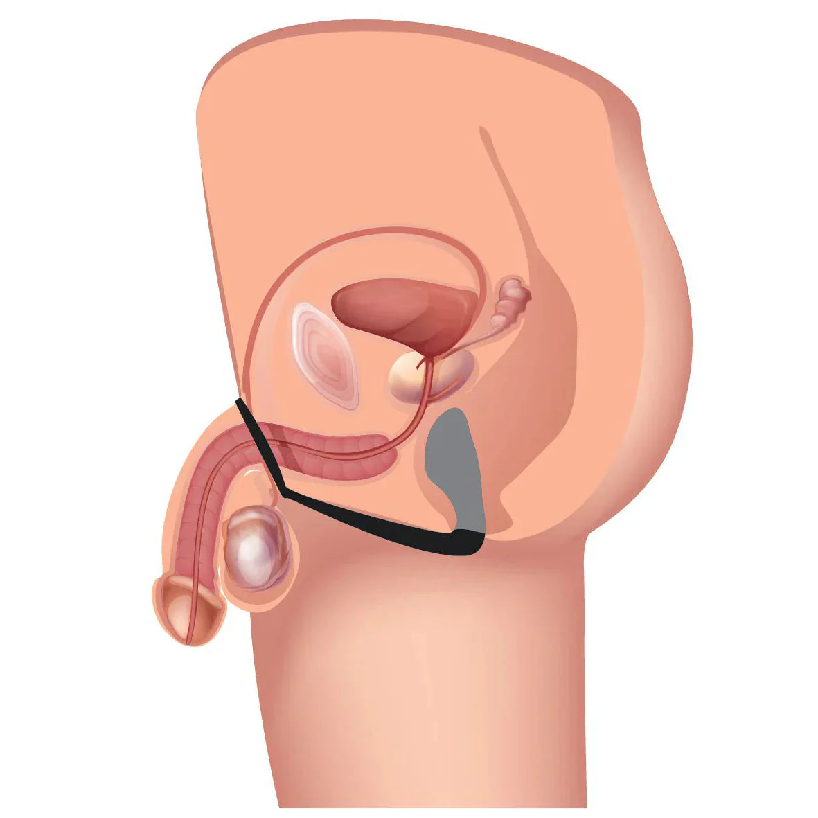 Explorer 2 Cock Ring Prostate Massager